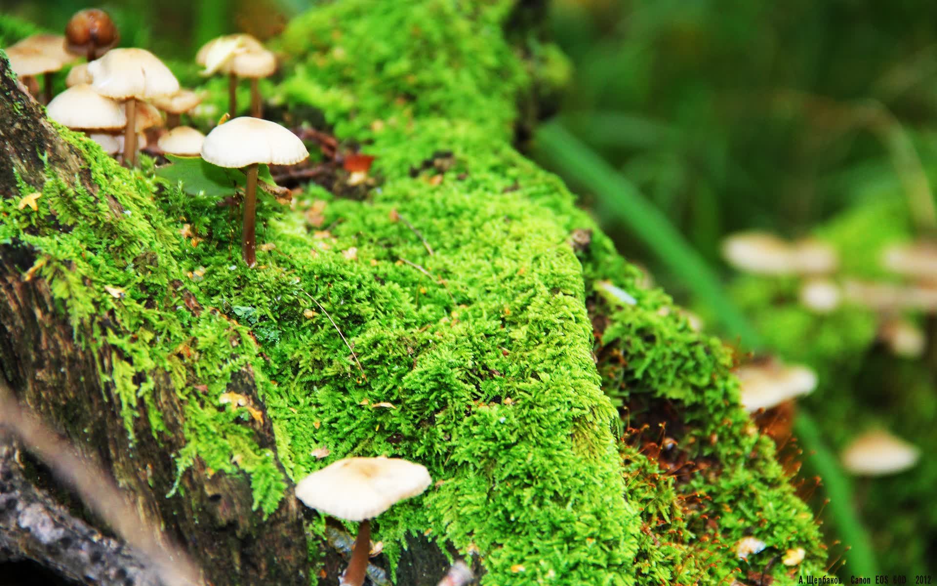 世界拳击职业联赛赛后技术统计报告出炉，拳击世界级比赛